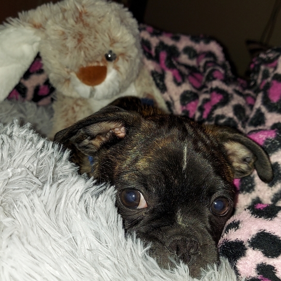 Meet your Posher, Tara - Picture 9 of 11